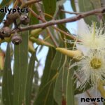 Eucalyptus