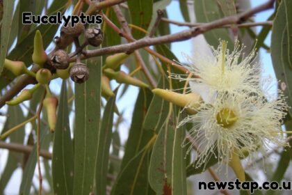 Eucalyptus
