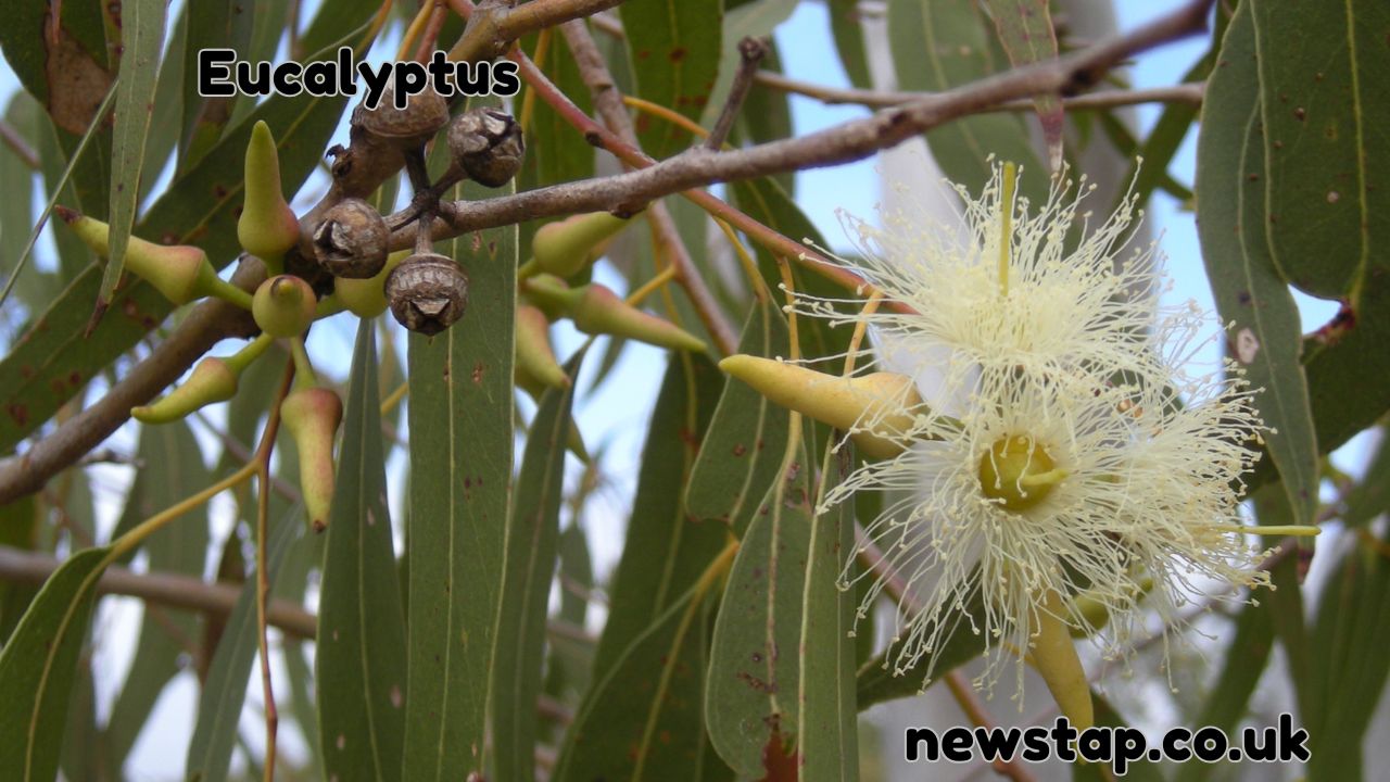 Eucalyptus