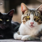 Crossbreed of Two Zoo Cats