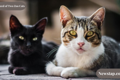 Crossbreed of Two Zoo Cats