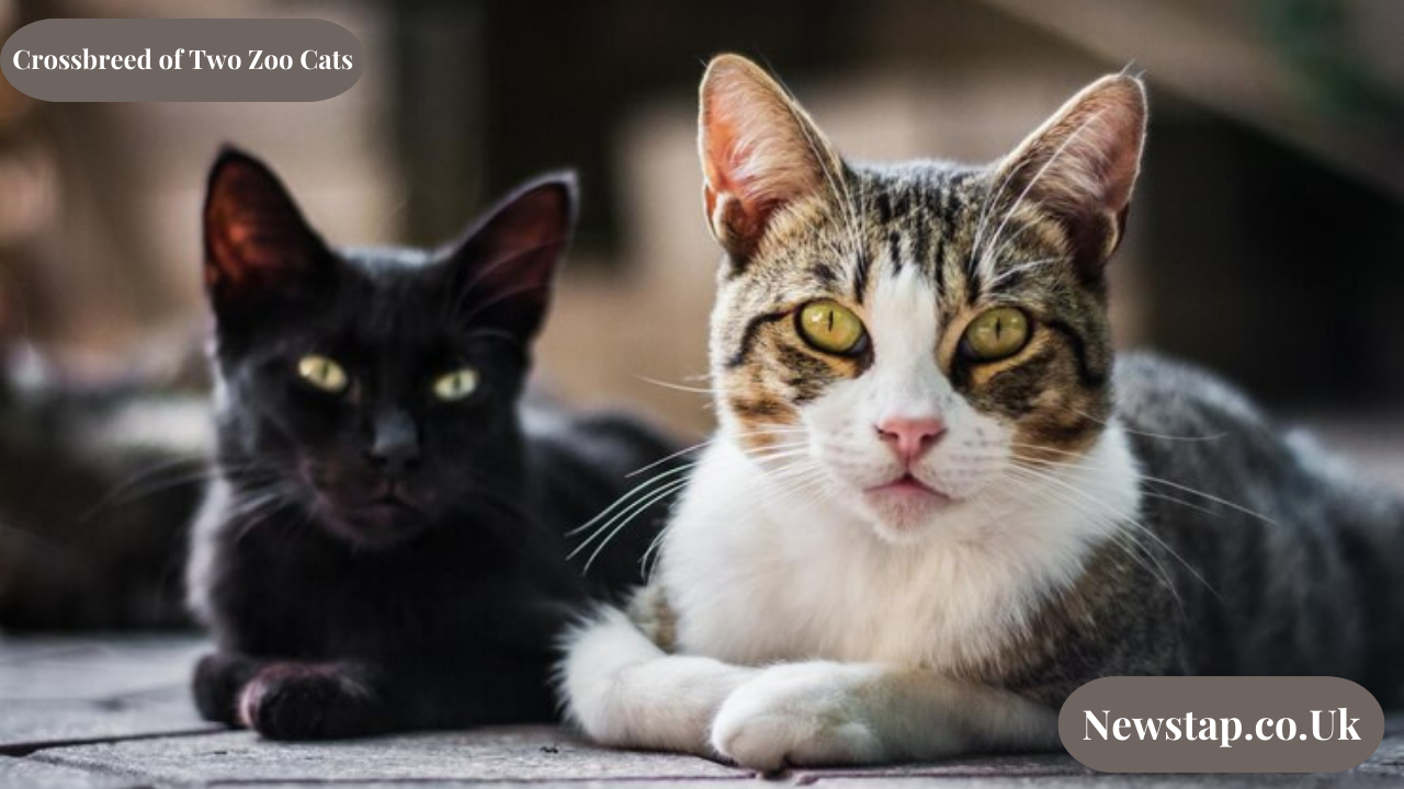 Crossbreed of Two Zoo Cats