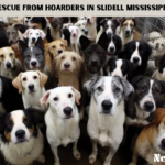 175 Dogs Rescue from Hoarders in Slidell Mississippi 2011 Episode