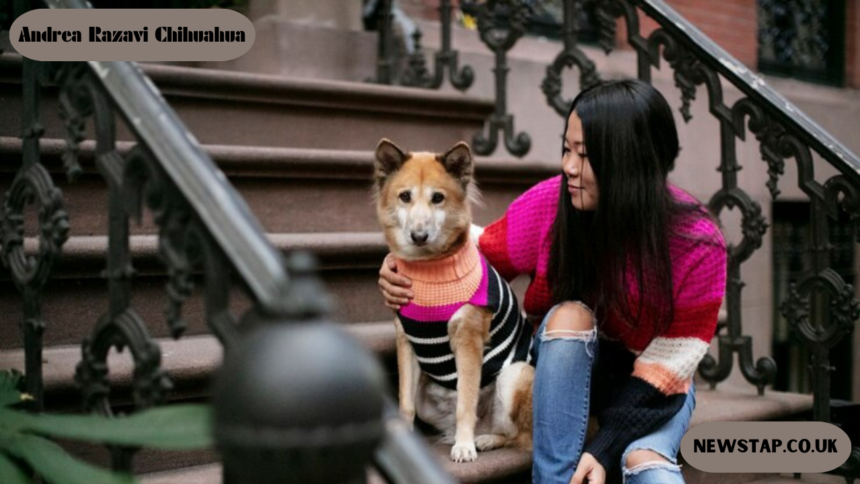 Andrea Razavi Chihuahua