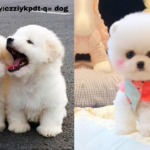 baby:czziykpdt-q= dog