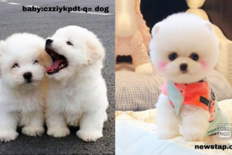 baby:czziykpdt-q= dog