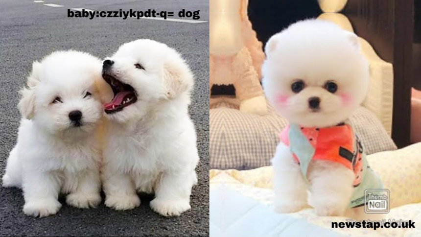 baby:czziykpdt-q= dog