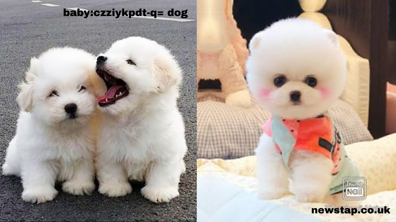 baby:czziykpdt-q= dog