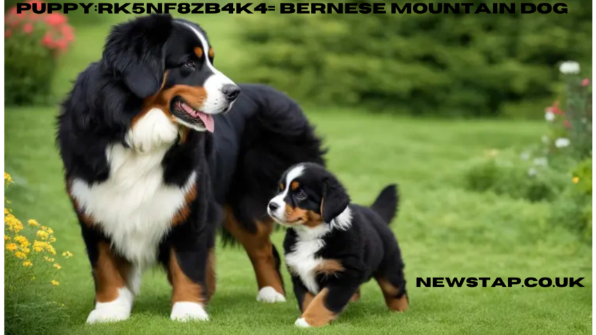puppy:rk5nf8zb4k4= bernese mountain dog