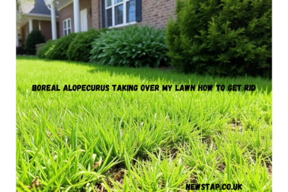 boreal alopecurus taking over my lawn how to get rid