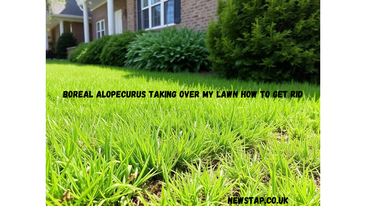 boreal alopecurus taking over my lawn how to get rid