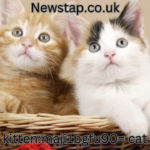 kitten:maji1bgfu90= cat