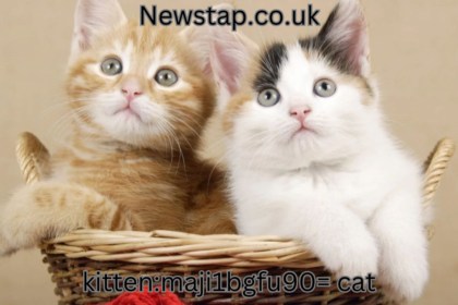 kitten:maji1bgfu90= cat