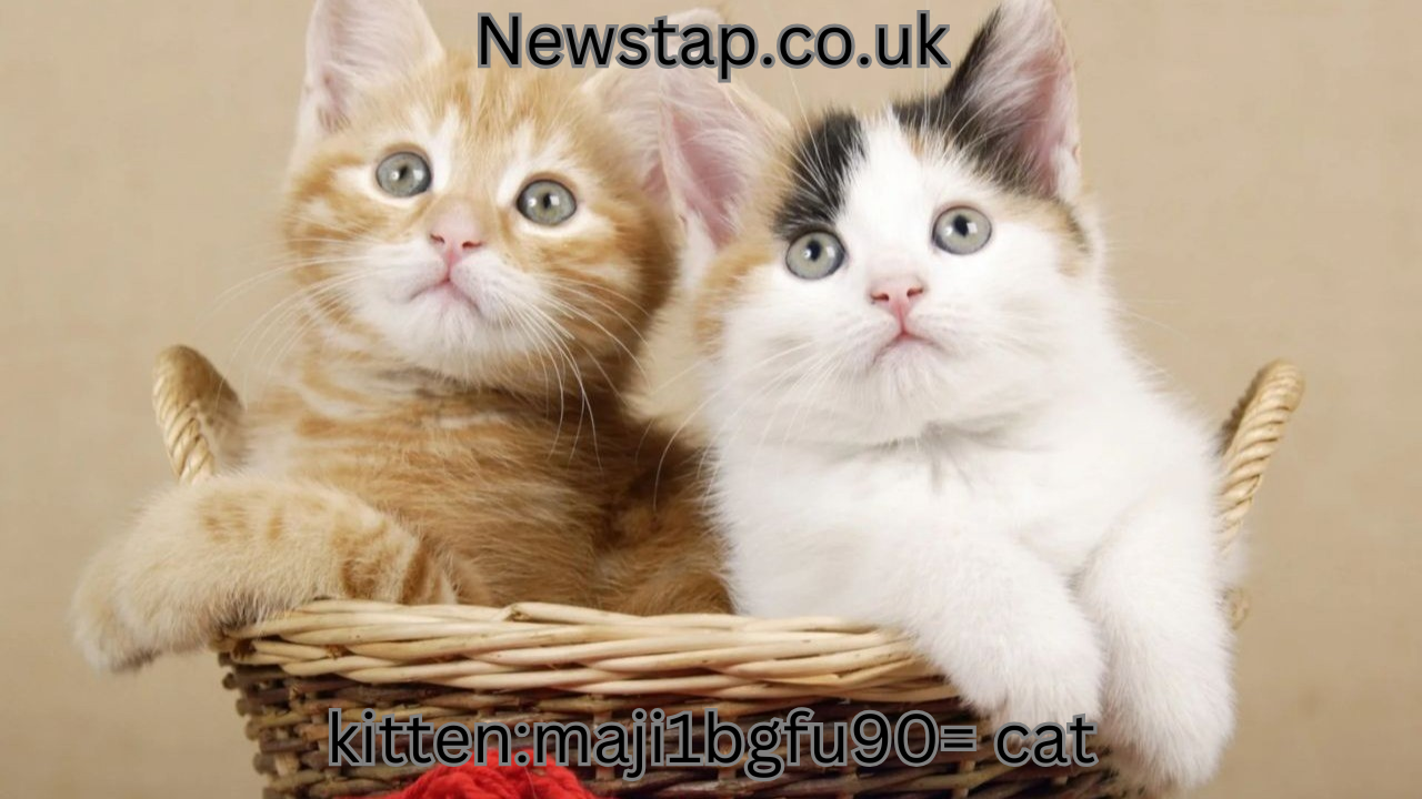 kitten:maji1bgfu90= cat