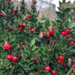 Ruscus