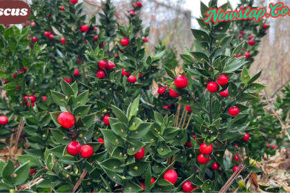 Ruscus