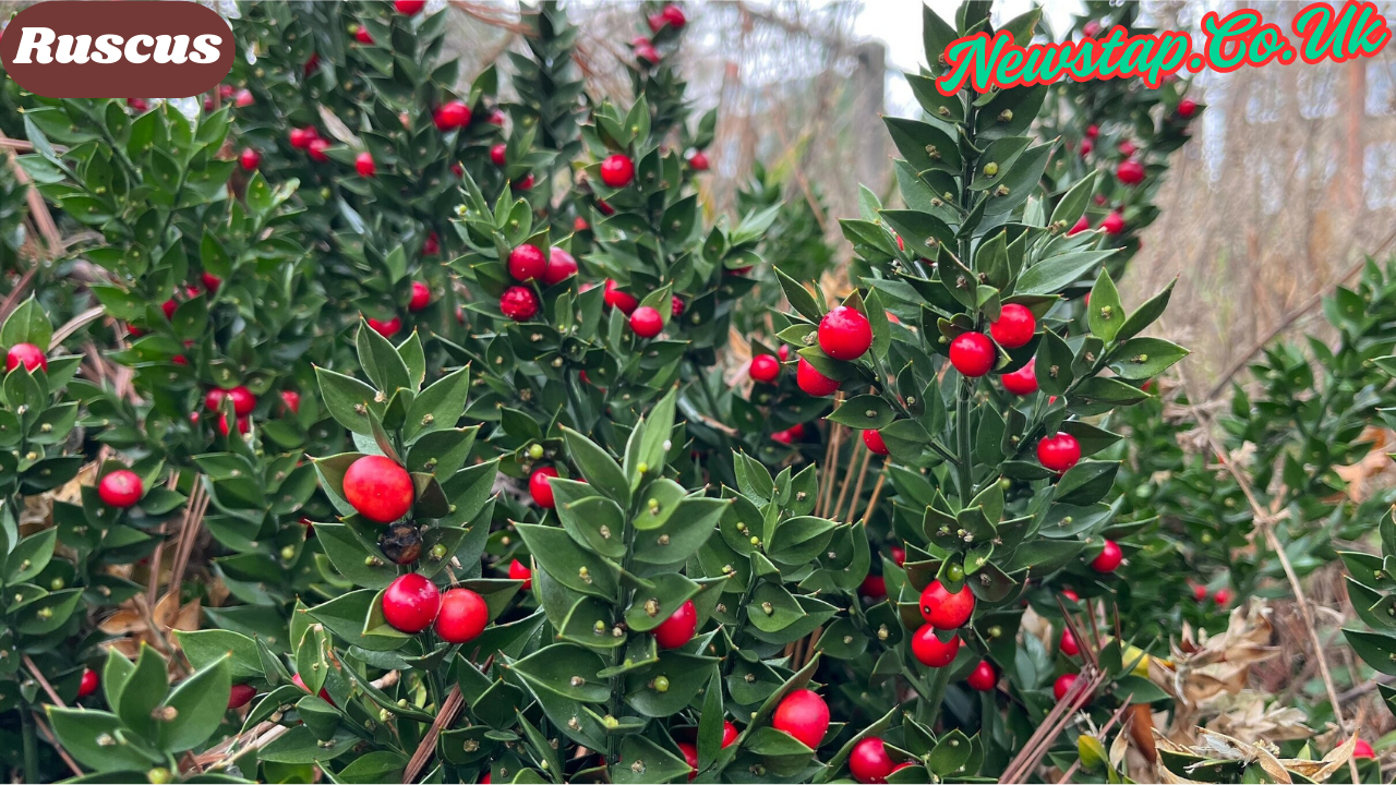 Ruscus