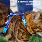 h style cat harness on chicken