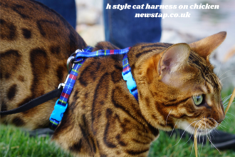 h style cat harness on chicken
