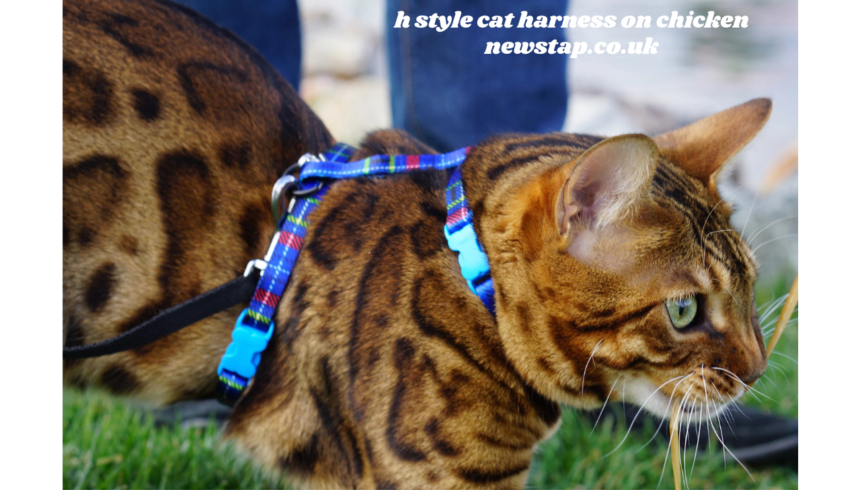 h style cat harness on chicken