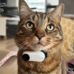 squirrel walnut insta360 go