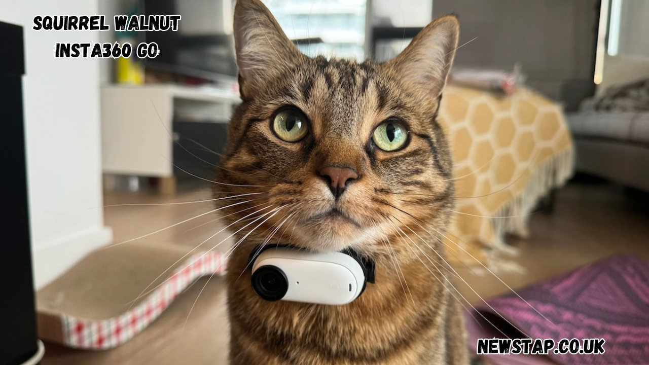 squirrel walnut insta360 go