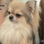 martin presron chihuahua