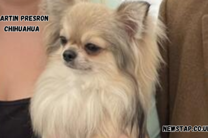 martin presron chihuahua