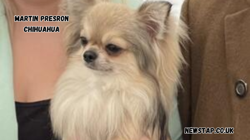 martin presron chihuahua