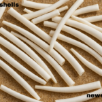 dentalia shells