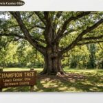 Champion Trees Near Lewis Center Ohio