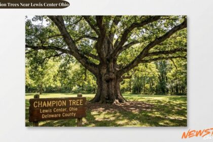 Champion Trees Near Lewis Center Ohio